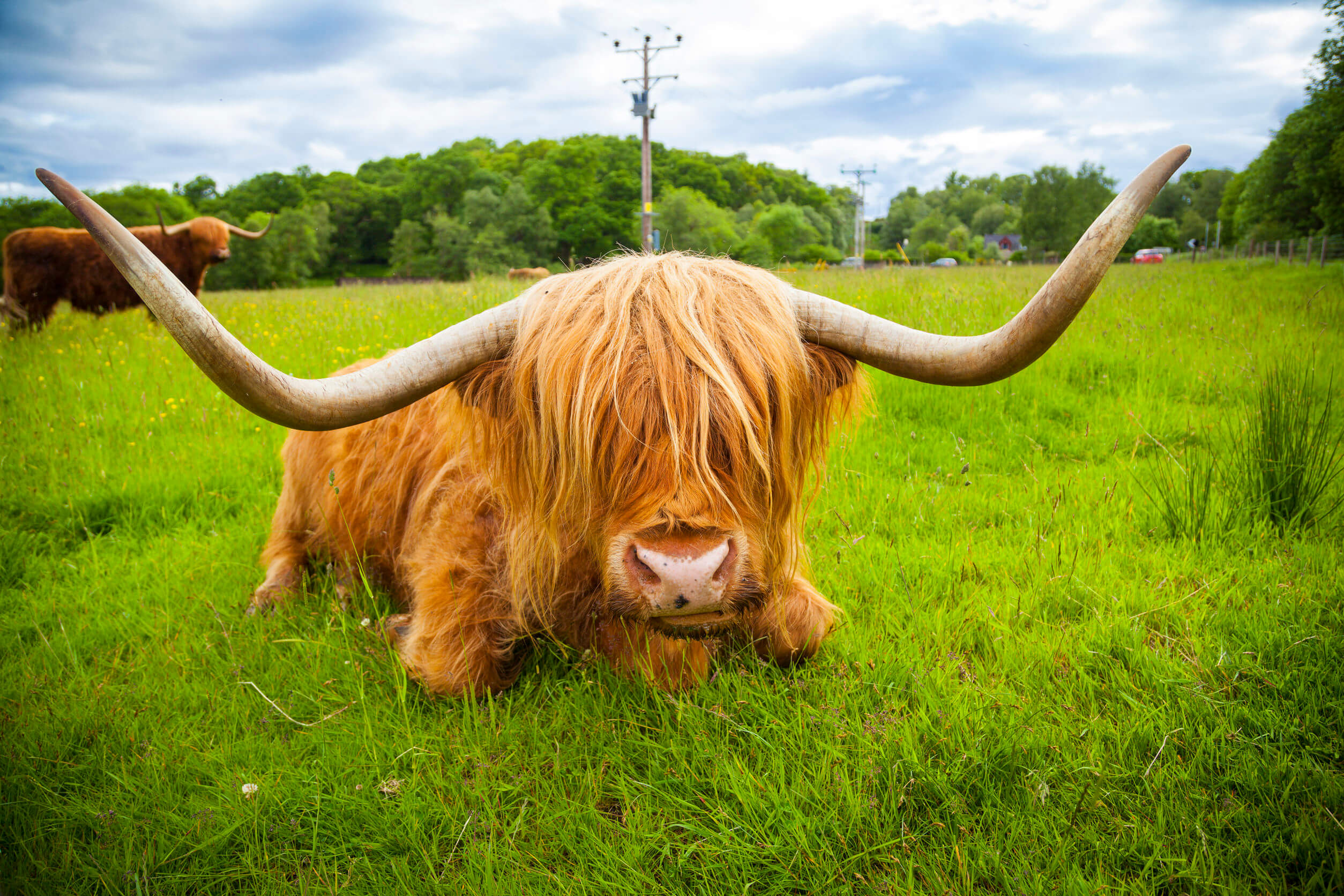 Scottish highland cattle near Fort William, Scotland, spotted along the Great Glen Way