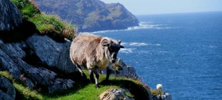 sheep sheeps head (1024x642)