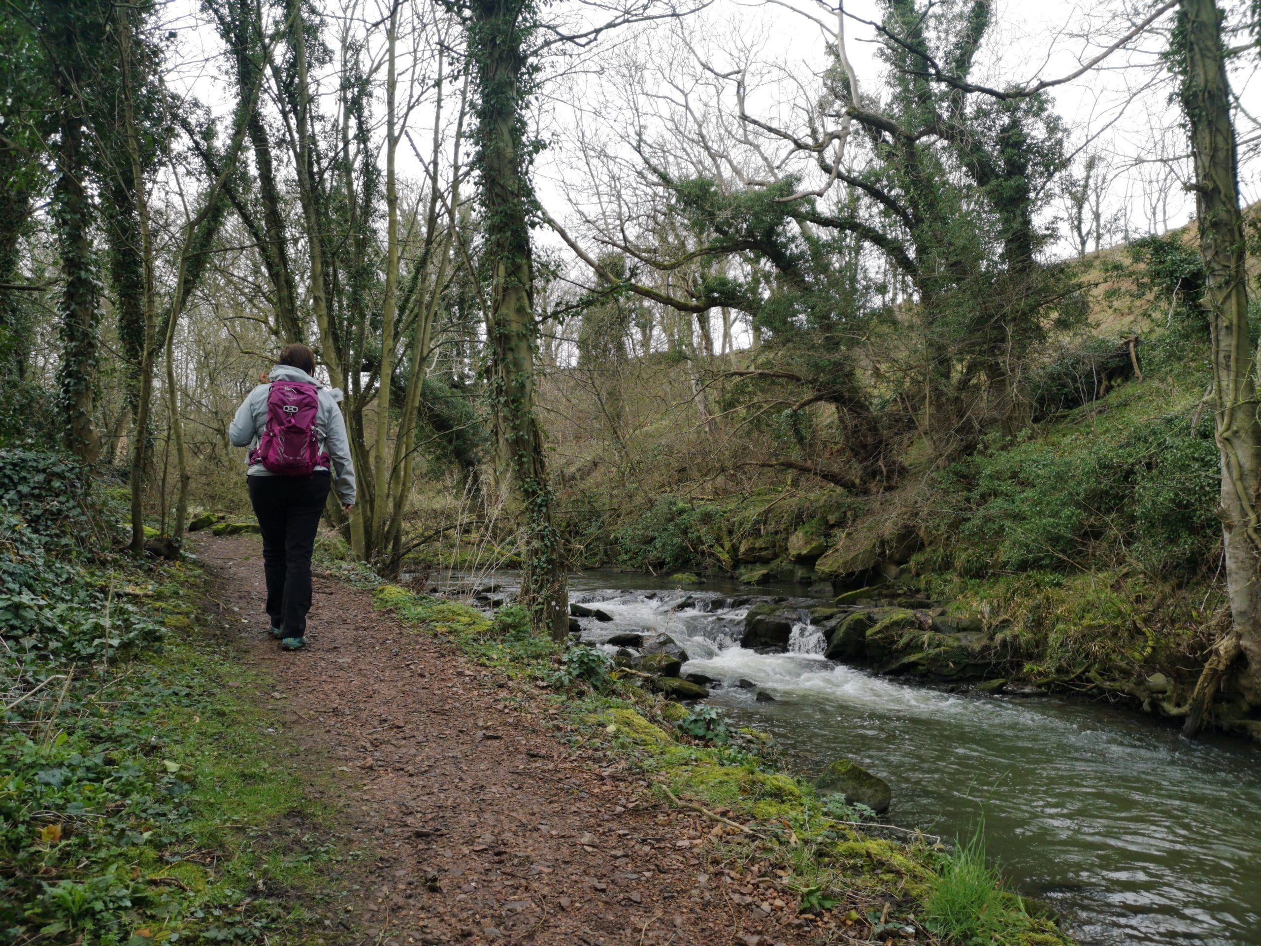 A solo hiker walks a woodland section of the Fife Coastal Path Hiking Trail in Scotland