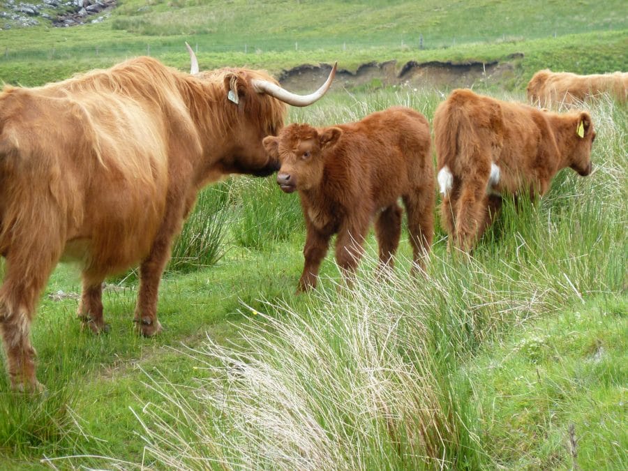 cattle above ardeonaig