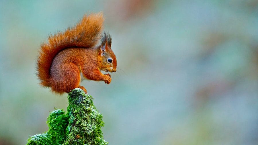 Red Squirrel - Source: Flickr