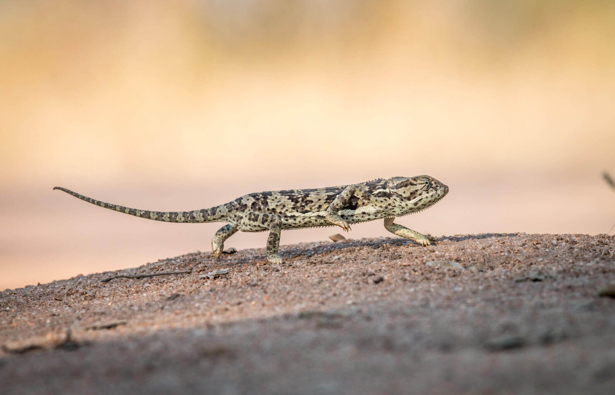 Chameleon