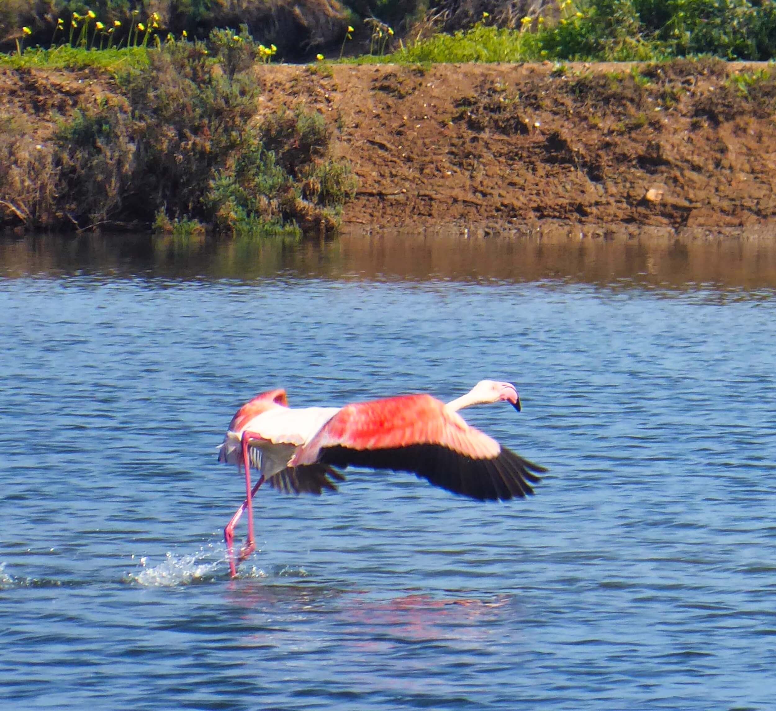 flamingo taking off