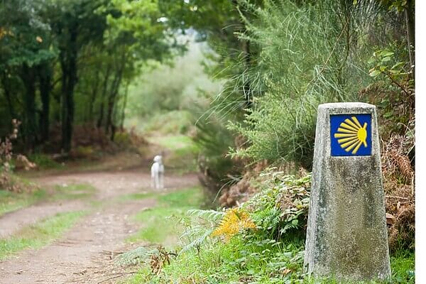 camino waymarker blurred forest path and lamb in distance 1