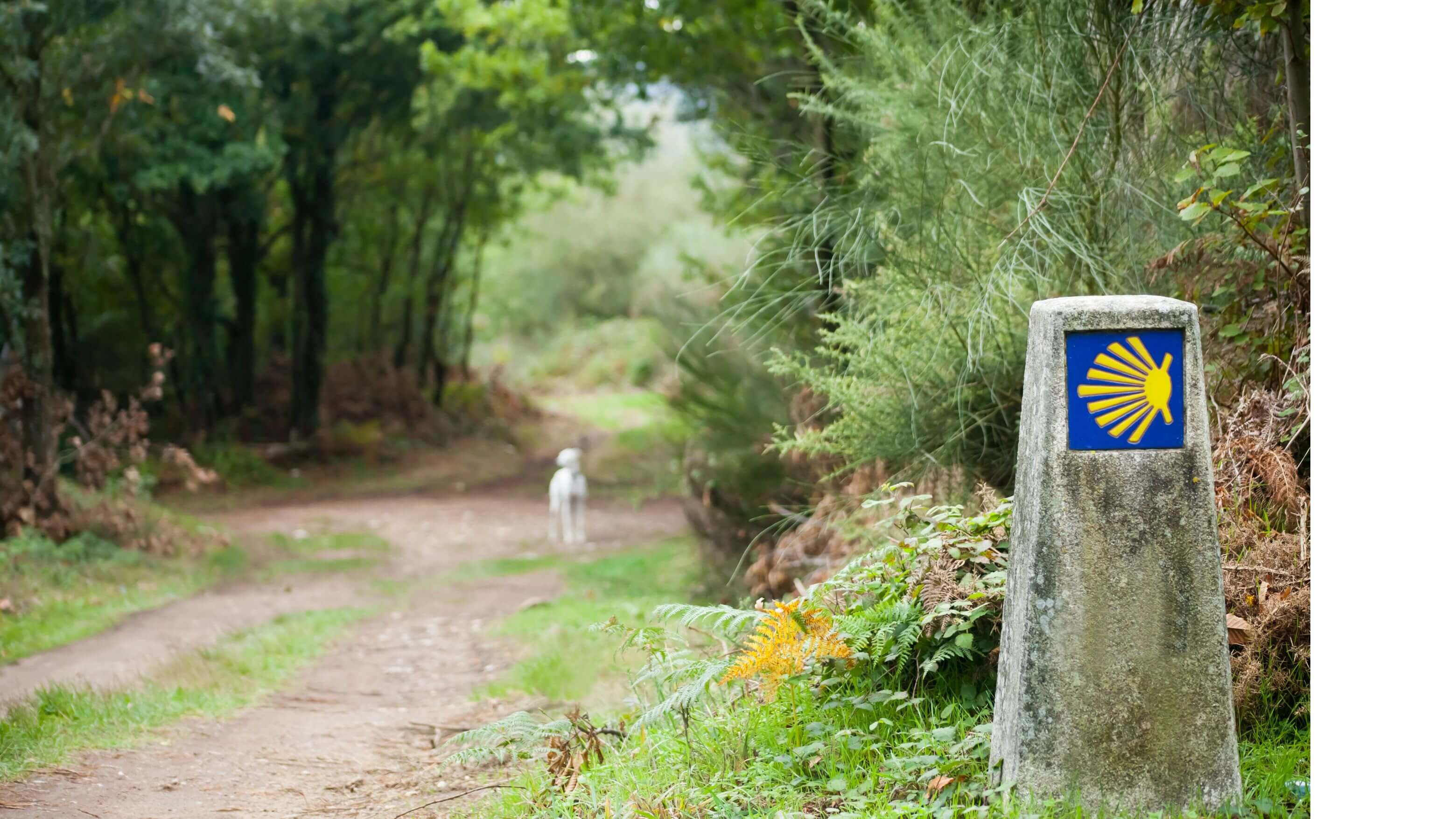 camino waymarker blurred forest path and lamb in distance