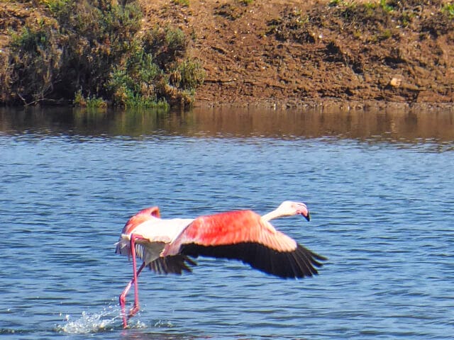 algarve flamingo authentic east 640px