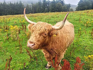 Speyside Way & Cairngorms