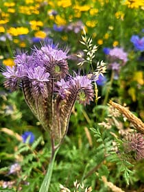 Speyside Way & Cairngorms