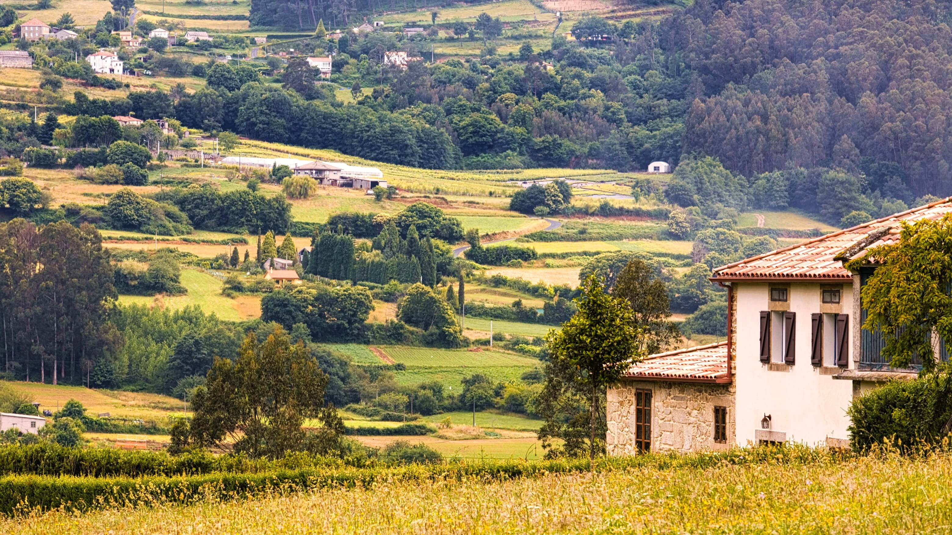 Traditional two-storey Galician farmhouse with white walls, stone base and terracotta roof sits in foreground amid golden wheat field. Rolling valley behind shows patchwork of small green and gold agricultural plots separated by hedgerows and tree lines. Scattered white farmhouses dot hillsides. Dense eucalyptus forests cover right hillside. Scene captures timeless rural landscape along Camino Primitivo.
