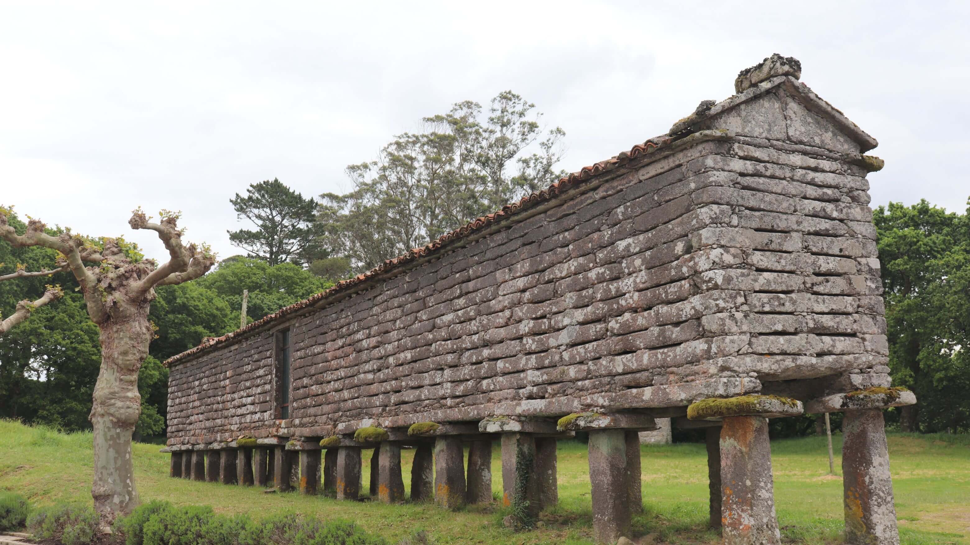 Traditional Galician hórreo (raised granary) built from weathered grey granite slabs, elevated on row of stone pillars topped with flat capstones to prevent rodent access. Pitched roof covered in orange-brown terracotta tiles. Moss and lichen cover pillar bases. Pollarded tree stands beside structure against woodland backdrop. These functional storage buildings represent centuries of agricultural tradition along Camino Primitivo.