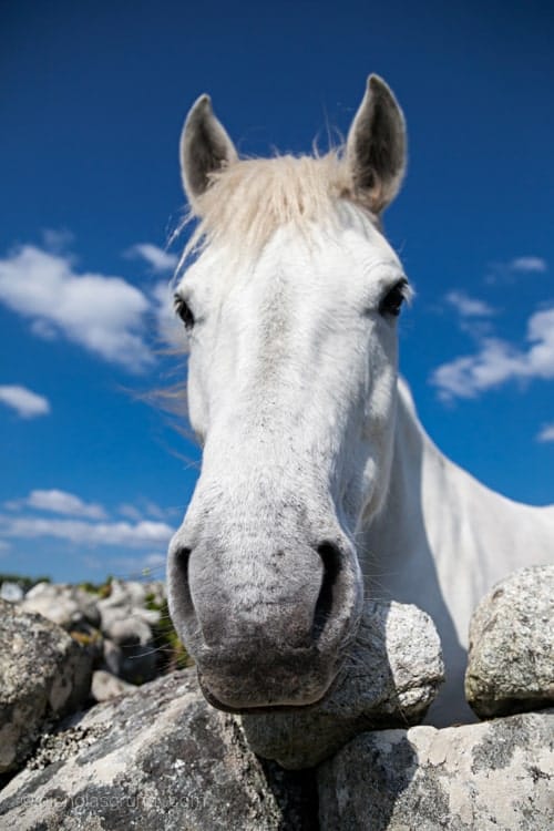 connemara-pony-white-horse-ireland-grundy
