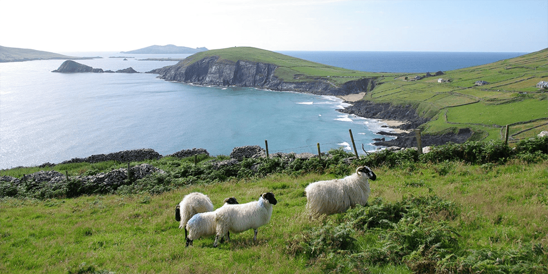 Sheep along Hiking Trail in Ireland