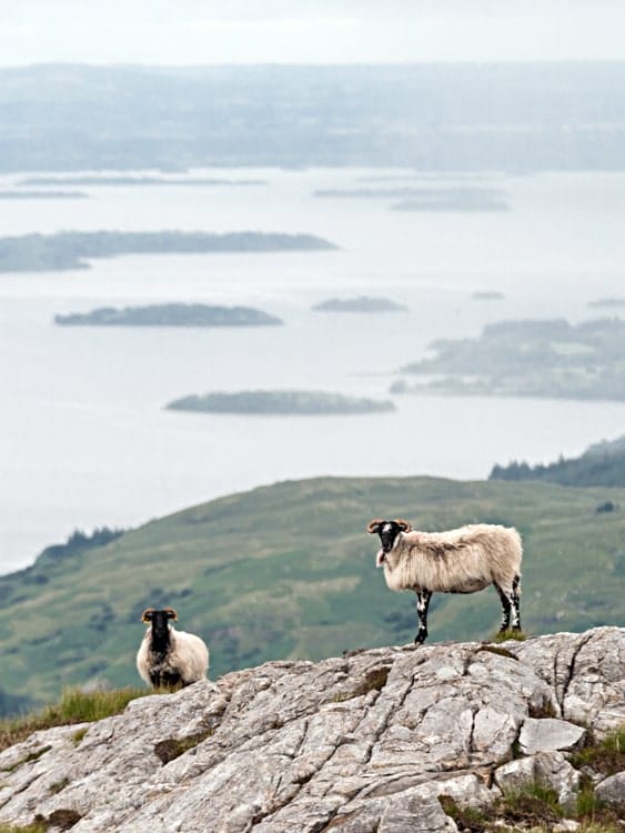 irish-sheep-photo-grundy